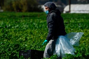 trabajador agrícola