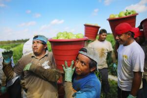 Trabajadores agrícolas cosechan tomates en un campo de Florida.