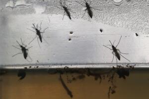 Brazil Faces New Health Epidemic As Mosquito-Borne Zika Virus Spreads Rapidly