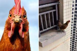 Gallina se avienta de la cima de un edificio y el final sorprendió a Internet: “Creía que no volaban”