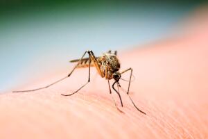 Detectan mosquitos con virus del Nilo Occidental en tres condados de Utah