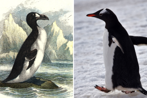 Alcas gigantes, pingüinos originales