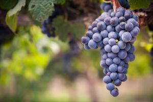 Uvas
