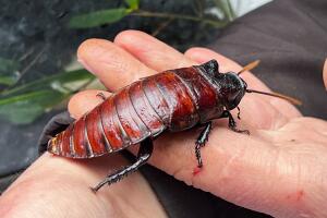 Cucaracha de Madagascar