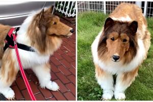 Hombre gastó miles de dólares en un disfraz de perro.