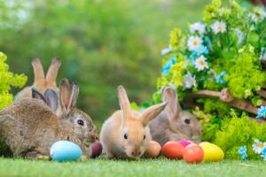 Adorable and cute new born rabbit. baby cute rabbit or new born adorable bunny. Easter Bunny.