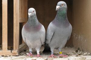 palomas1.jpg