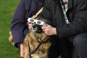 Cómo proteger a tus mascotas durante el eclipse de Sol