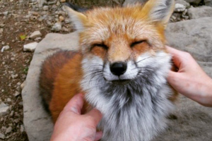 fox-instagram-1.png