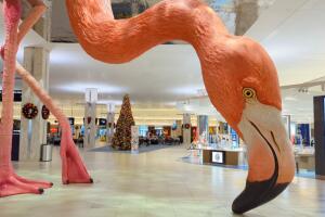 TPA Flamingo-1 (3).jpg