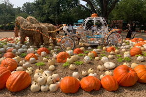 Pumpkins3.jpeg