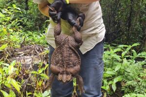 Australia Giant Toad