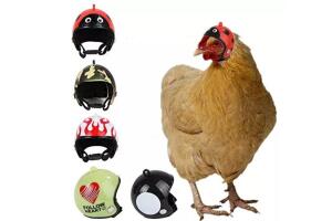 Casquitos para gallinas