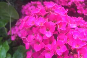 UNA DOCENA DE FLORES PARA MAMA /IMG_3983.JPG