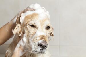 quitar-olor-a-perro-2.jpg