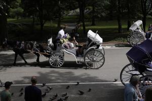Nueva York debate futuro de carruajes tirados por caballos tras muerte de turista en Central Park.