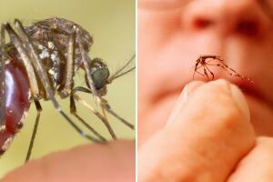 Reportan las primeras muertes del año por el virus del Nilo en el Valle Central de California.