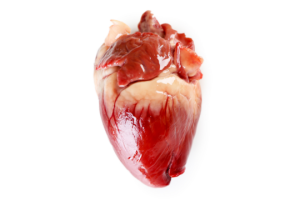Corazón humano real