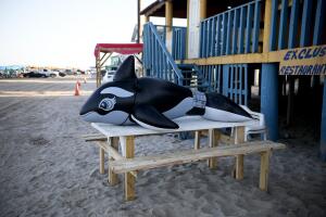 AMN-GEN MEXICO-PLAYA BAGDAD