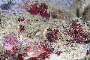 Gusano de cerdas de la especie Polychaeta