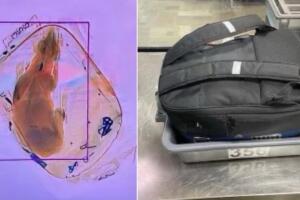 Perro maleta Wisconsin