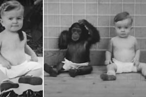 El polémico experimento Kellogg: intentaron crían a una chimpancé y a un bebé como hermanos y acabó en tragedia