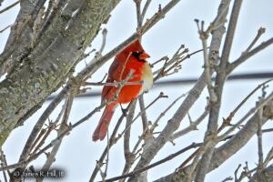 Cardenal Dos Sexos