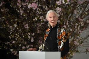 jane-goodall-getty-665491952.jpg