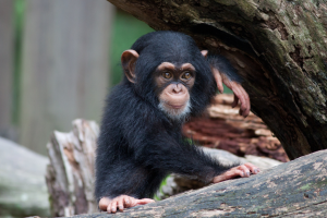 Chimpancé bebé