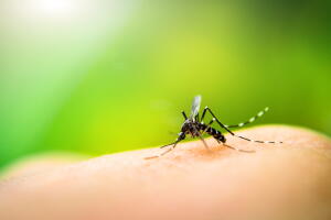mosquito-motivo-atraido.jpg