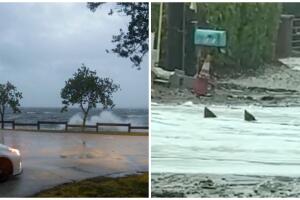 huracán nicole florida tiburones 