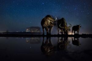 World Press photo