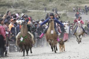 Ecuador Llama Races