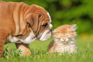 perros-y-gatos1.jpg