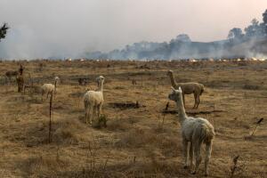 Cal Fire, Wildfire, Sonoma County, Kincade Fire, Santa Rosa
