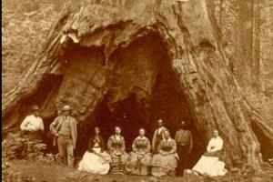 Pioneer Cabin Tree