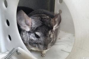 GALERIA ANIMALES/ANIMALESEXOTICOS1.jpg