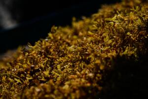 Mexico Sargassum