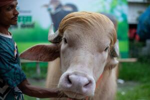 BANGLADESH-US-POLITICS-BUFFALO