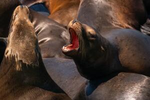 Leones marinos condenados muerte ácido domoico Malibú peligro