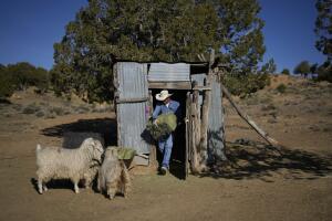 Climate Navajo Sheep