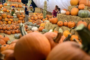 ¡Escoge tu calabaza para Halloween!