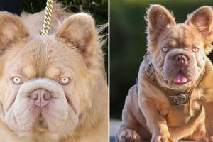 Rope Daddy, un perro de criadero, se ha hecho viral por su costosa alimentación