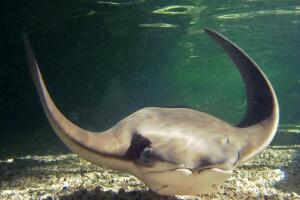 Mantarrayas en el Zoológico Brookfield 