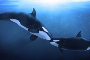 baleias-orca-casal-0117-1400x800.jpg