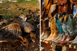 botas piel de tortuga peligro de extinción