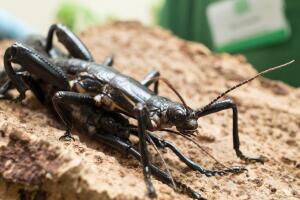 World's Rarest Stick Insect Back From Extinction