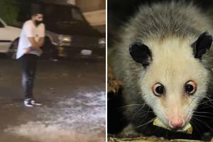 Hombre se quita la playera para salvar a tlacuache de morir ahogado: enamora a internautas
