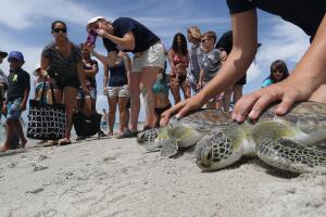 Regresan a su hábitat cinco tortugas de mar rescatadas en playas del sur de Florida