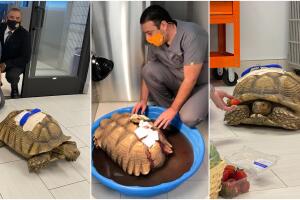 tortuga recuperacion.jpg
